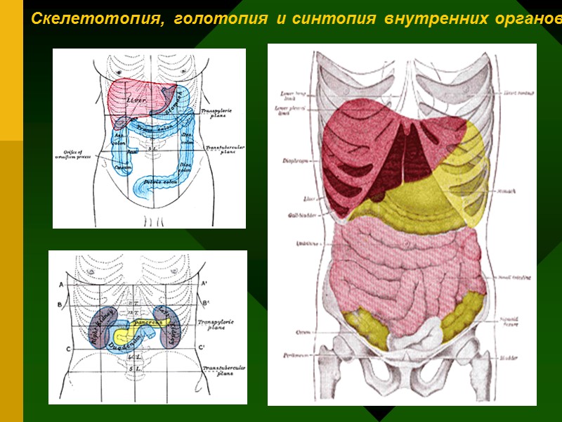Скелетотопия, голотопия и синтопия внутренних органов Скелетотопия, голотопия и синтопия внутренних органов